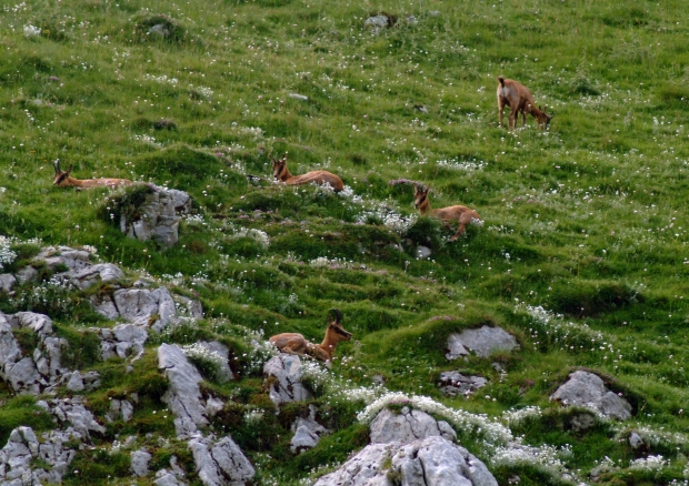 Camoscio d''Abruzzo Rupicapra pyrenaica ornata